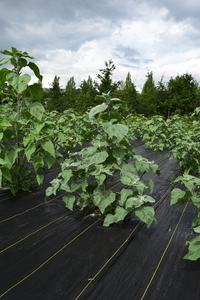 plantside