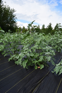 plantside
