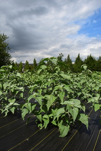 plantside