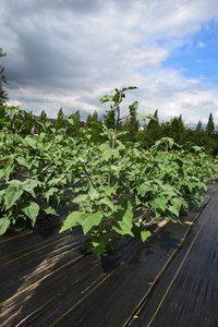 plantside