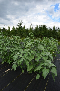 plantside