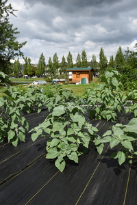 plantside