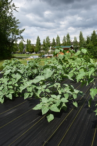 plantside