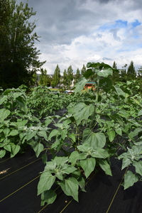 plantside