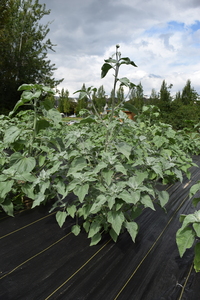 plantside