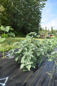 plantside