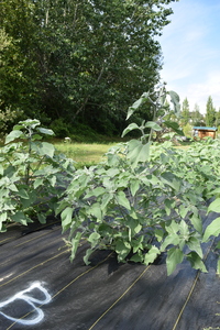 plantside