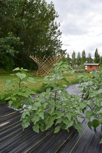 plantside