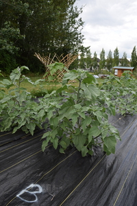 plantside