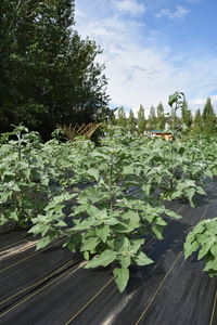 plantside