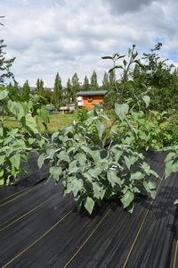 plantside