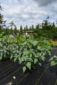 plantside