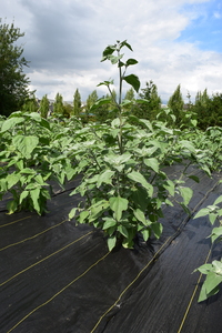 plantside