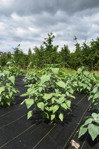 plantside
