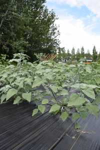 plantside