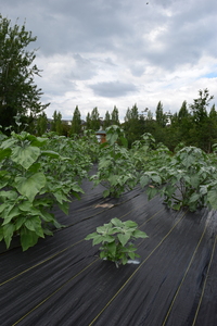 plantside