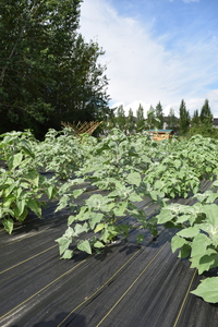 plantside