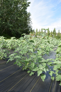 plantside
