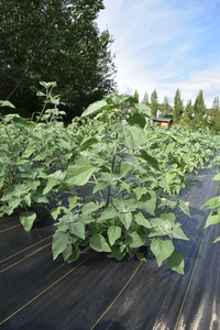 plantside