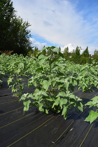 plantside