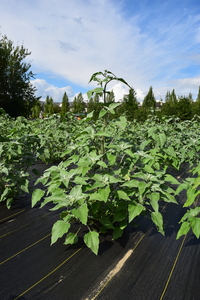 plantside