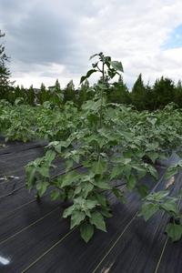 plantside