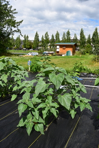 plantside