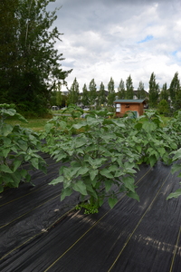 plantside