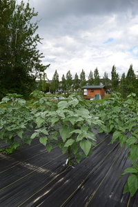 plantside