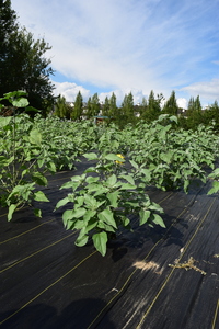 plantside