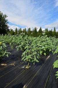 plantside