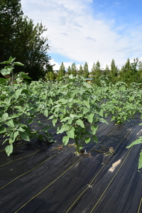 plantside