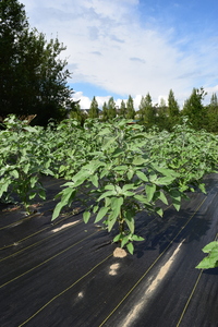 plantside