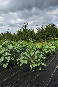 plantside