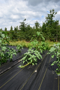 plantside