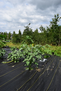plantside