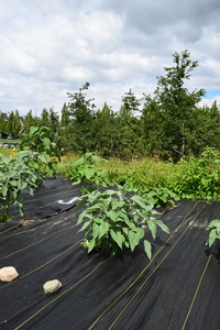 plantside