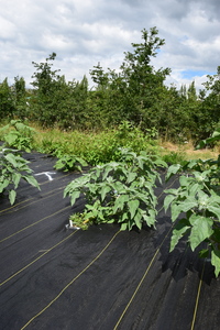 plantside