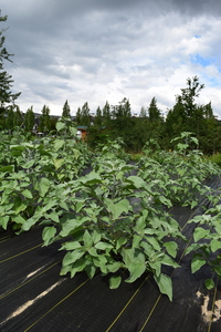 plantside