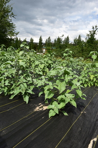 plantside