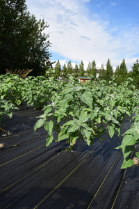 plantside
