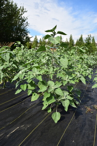 plantside