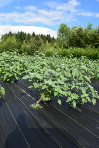 plantside