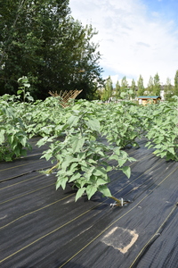 plantside