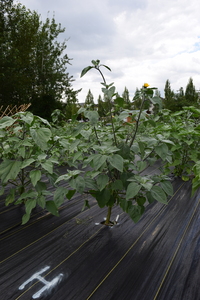 plantside