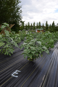 plantside