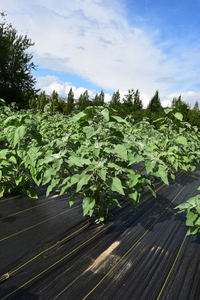 plantside