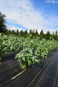 plantside