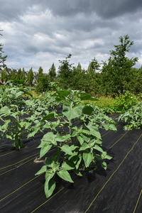 plantside
