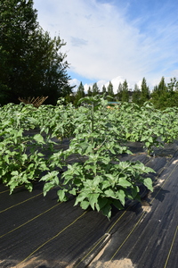 plantside